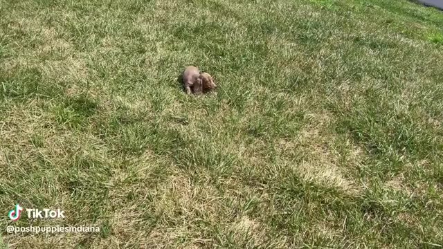 Video preview image #1 Dachshund Puppy For Sale in WARSAW, IN, USA