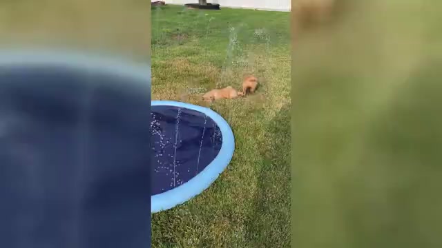 Video preview image #1 Golden Retriever Puppy For Sale in ADDISON, IL, USA