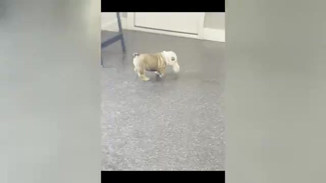 Video preview image #8 Bulldog Puppy For Sale in WARSAW, IN, USA