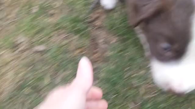 Video preview image #13 Border Collie Puppy For Sale in HARRISON, ID, USA