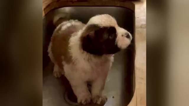 Video preview image #1 Saint Bernard Puppy For Sale in JOHNSTOWN, PA, USA
