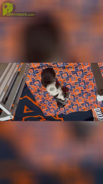 Video preview image #5 Cocker Spaniel Puppy For Sale in GADSDEN, AL, USA
