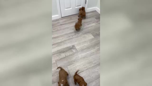 Video preview image #1 Cavapoo (Miniature) Puppy For Sale in MILLERSBURG, OH, USA