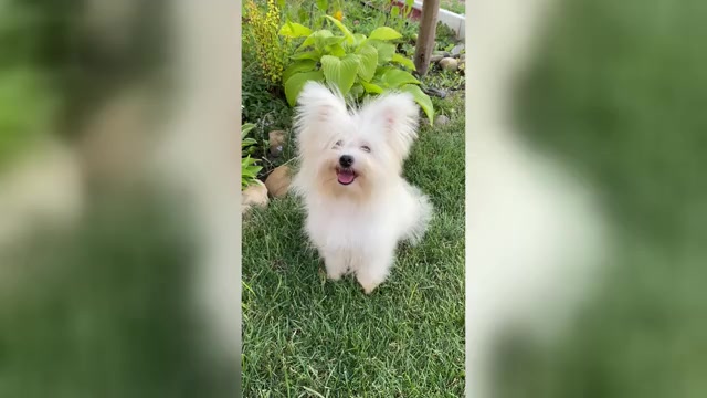 Video preview image #1 Bichon Frise-Morkie Mix Puppy For Sale in Chisinau, Chisinau Municipality, Moldova