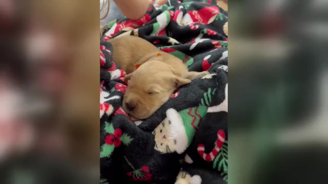 Video preview image #1 Golden Retriever Puppy For Sale in FREMONT, OH, USA