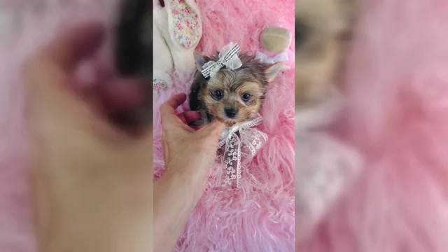 Video preview image #5 Yorkshire Terrier Puppy For Sale in MIAMI, FL, USA