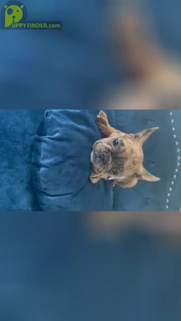 Video preview image #3 French Bulldog Puppy For Sale in TUCSON, AZ, USA