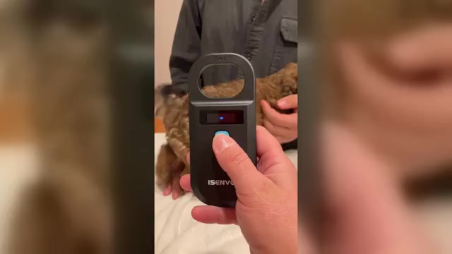 Video preview image #13 Poochon Puppy For Sale in AUBURN, MA, USA
