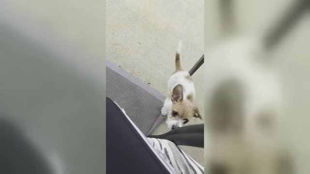 Video preview image #1 Jack Chi Puppy For Sale in WARNER ROBINS, GA, USA