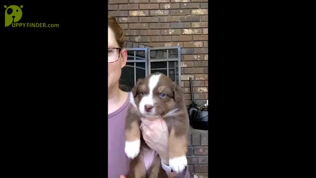 Video preview image #3 Australian Shepherd Puppy For Sale in MARYVILLE, TN, USA