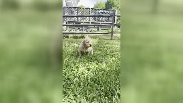 Video preview image #3 Goldendoodle Puppy For Sale in MATTHEWS, NC, USA