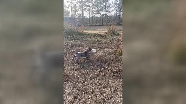 Video preview image #1  Breeder Profile in LUCEDALE, MS, USA