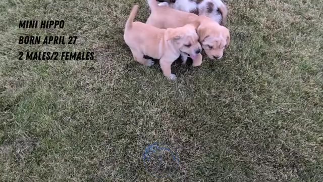 Video preview image #4 Cocker-Pei Puppy For Sale in GOSHEN, IN, USA