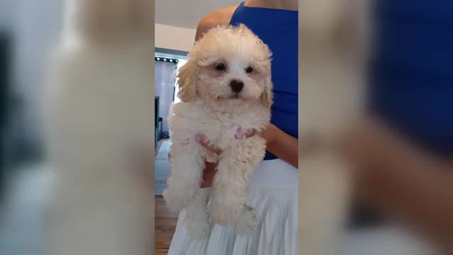 Video preview image #2 Maltipoo Puppy For Sale in PEABODY, MA, USA