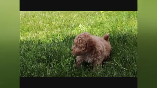 Video preview image #1 ShihPoo Puppy For Sale in CANTON, OH, USA