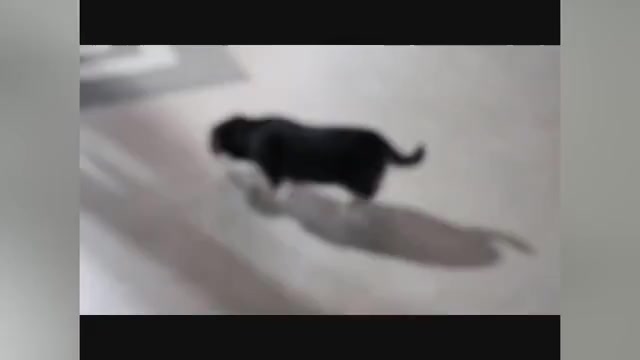 Video preview image #1  Breeder Profile in CANTON, OH, USA