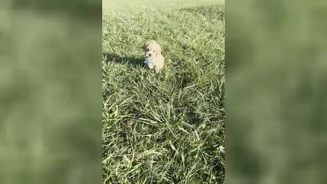 Video preview image #1 Maltipoo Puppy For Sale in WARSAW, IN, USA