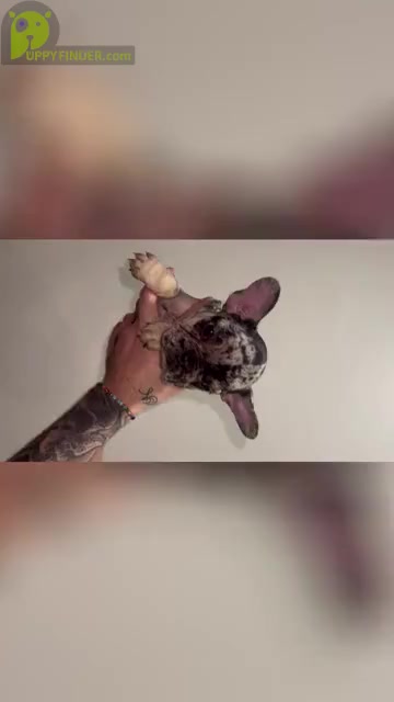 Video preview image #2 French Bulldog Puppy For Sale in SAN DIEGO, CA, USA