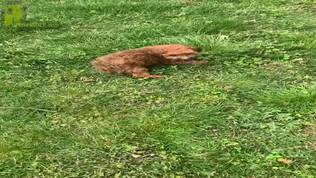 Video preview image #25 Poodle (Toy) Puppy For Sale in WARSAW, IN, USA