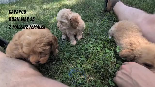 Video preview image #3 Cavapoo Puppy For Sale in GOSHEN, IN, USA