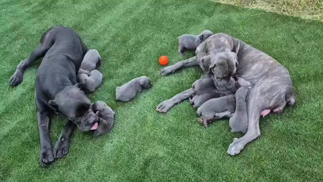 Video preview image #35 Cane Corso Puppy For Sale in COLUMBIA, SC, USA