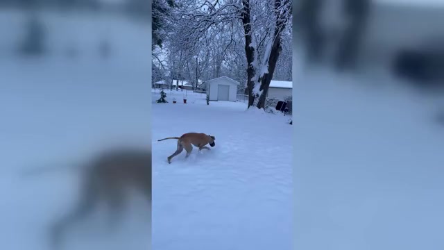 Video preview image #1 Great Dane Puppy For Sale in NEWARK, OH, USA