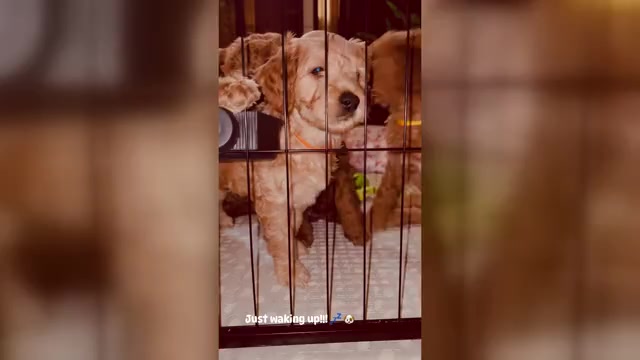 Video preview image #1 Goldendoodle mix (+ Poodle Standard) Puppy For Sale in CLEVELAND, OH, USA