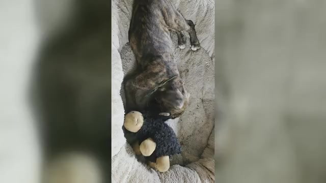 Video preview image #1 Boxer Puppy For Sale in LINN GROVE, IN, USA