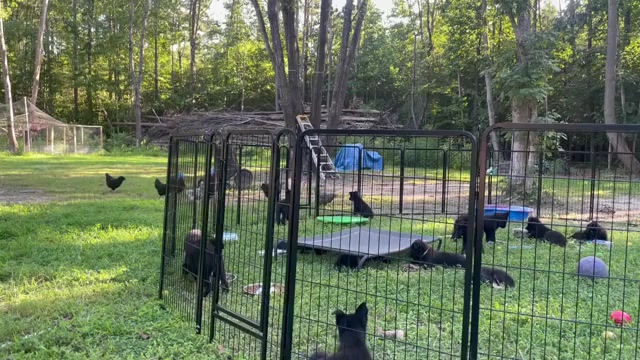 Video preview image #3 German Shepherd Dog Puppy For Sale in WEST POINT, VA, USA