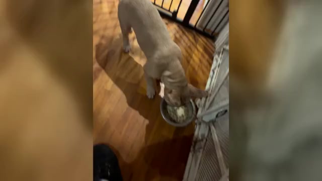 Video preview image #1 French Bulldog Puppy For Sale in NEW BEDFORD, MA, USA