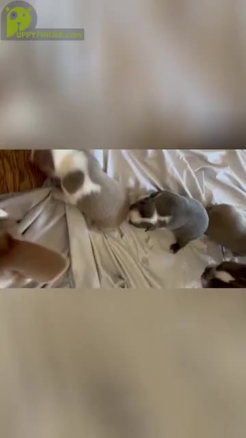 Video preview image #2  Breeder Profile in HOWELL, NJ, USA