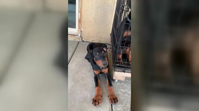 Video preview image #1 Doberman Pinscher Puppy For Sale in HIGHLAND, CA, USA