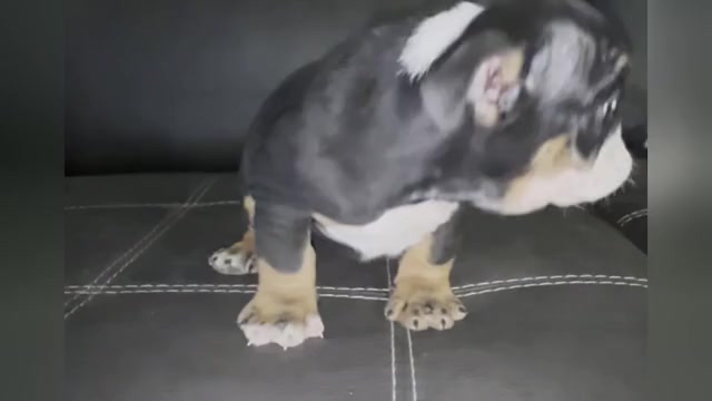 Video preview image #3  Breeder Profile in CLEVELAND, OH, USA