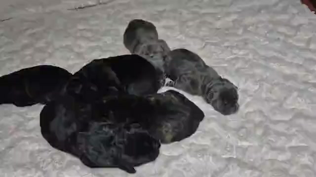 Video preview image #16 Cane Corso Puppy For Sale in COLUMBIA, SC, USA