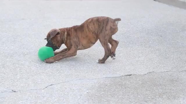 Video preview image #2 Boxer Puppy For Sale in SHIPSHEWANA, IN, USA
