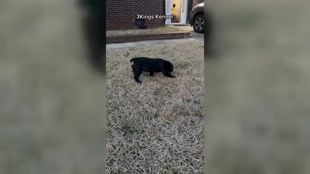 Video preview image #1 Cane Corso Puppy For Sale in COLUMBIA, SC, USA