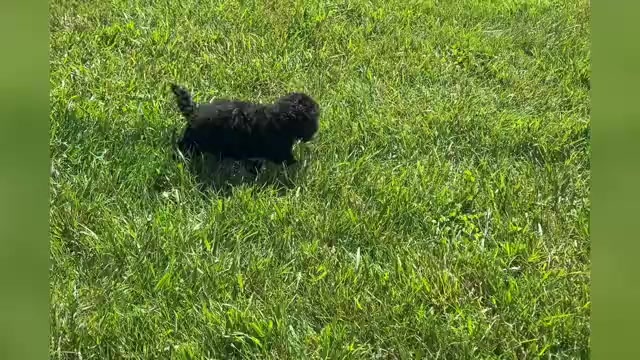 Video preview image #1 Poodle (Miniature) Puppy For Sale in WARSAW, IN, USA