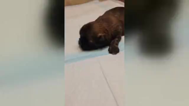 Video preview image #2 Shih Tzu Puppy For Sale in FANNING SPGS, FL, USA