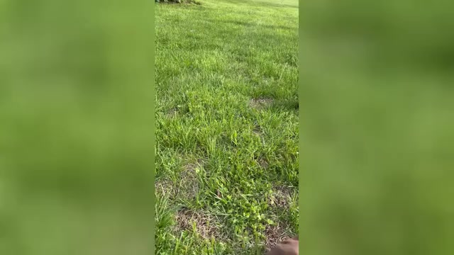 Video preview image #1 Doberman Pinscher Puppy For Sale in BROOKFIELD, MO, USA