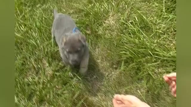 Video preview image #1 German Shepherd Dog Puppy For Sale in PIEDMONT, MO, USA