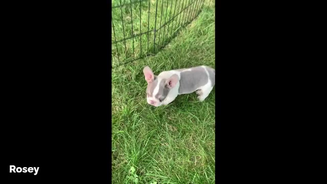 Video preview image #6 French Bulldog Puppy For Sale in BREMEN, IN, USA