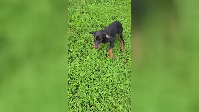 Video preview image #1 Doberman Pinscher Puppy For Sale in SHELBYVILLE, IN, USA