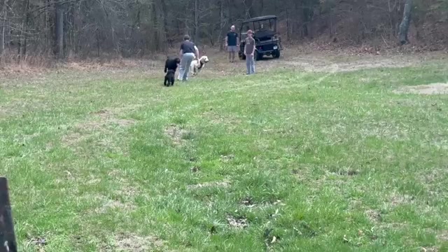 Video preview image #6 Schnoodle (Giant) Puppy For Sale in SEVIERVILLE, TN, USA