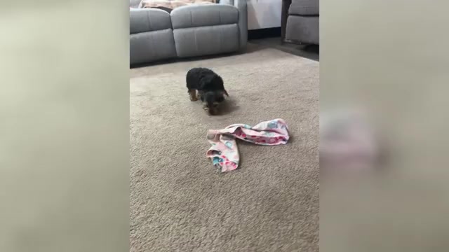 Video preview image #1 Yorkshire Terrier Puppy For Sale in NAPPANEE, IN, USA