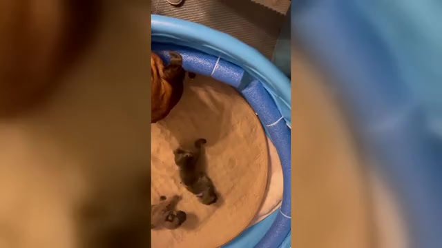 Video preview image #3 Boerboel-Cane Corso Mix Puppy For Sale in MARION, OH, USA