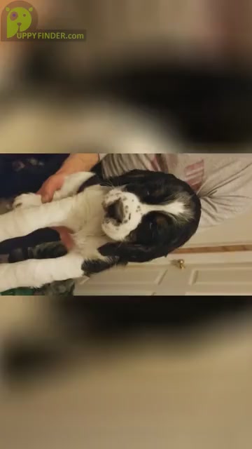 Video preview image #1 English Springer Spaniel Puppy For Sale in MAPLE PLAIN, MN, USA