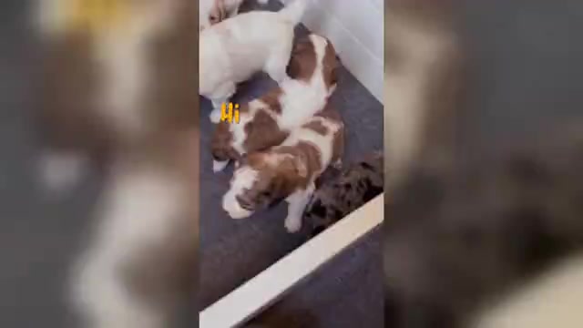 Video preview image #1 Saint Berdoodle Puppy For Sale in PAW PAW, MI, USA