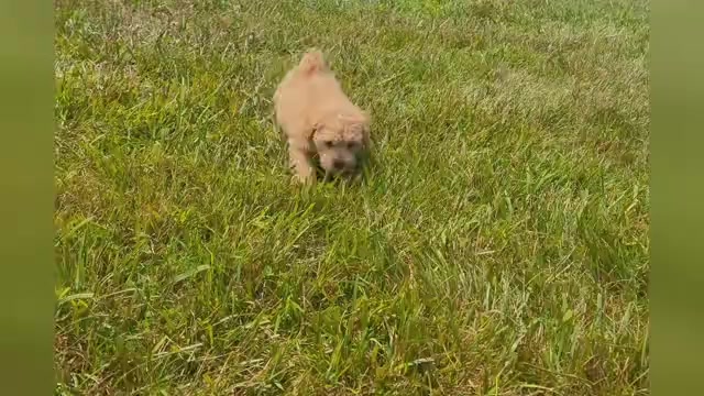 Video preview image #1 Maltipoo Puppy For Sale in WARSAW, IN, USA