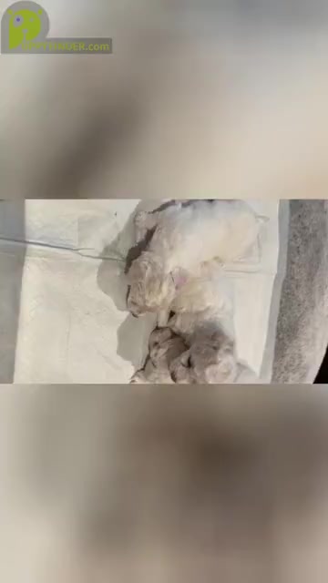 Video preview image #1 Maltipoo Puppy For Sale in MIRA LOMA, CA, USA