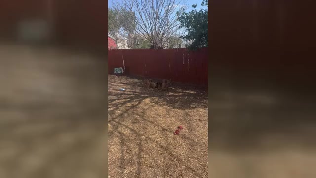 Video preview image #1  Breeder Profile in SAN ANTONIO, TX, USA